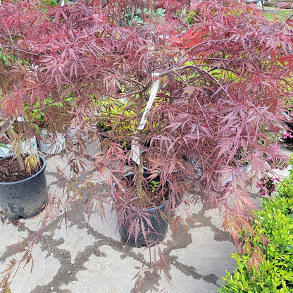 Japanese Maple Tamukeyama