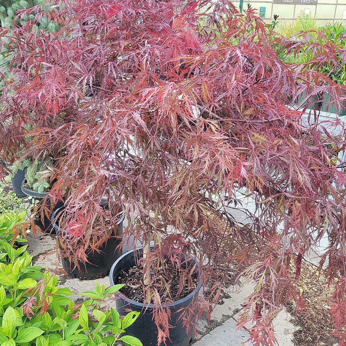 Japanese Maple Tamukeyama