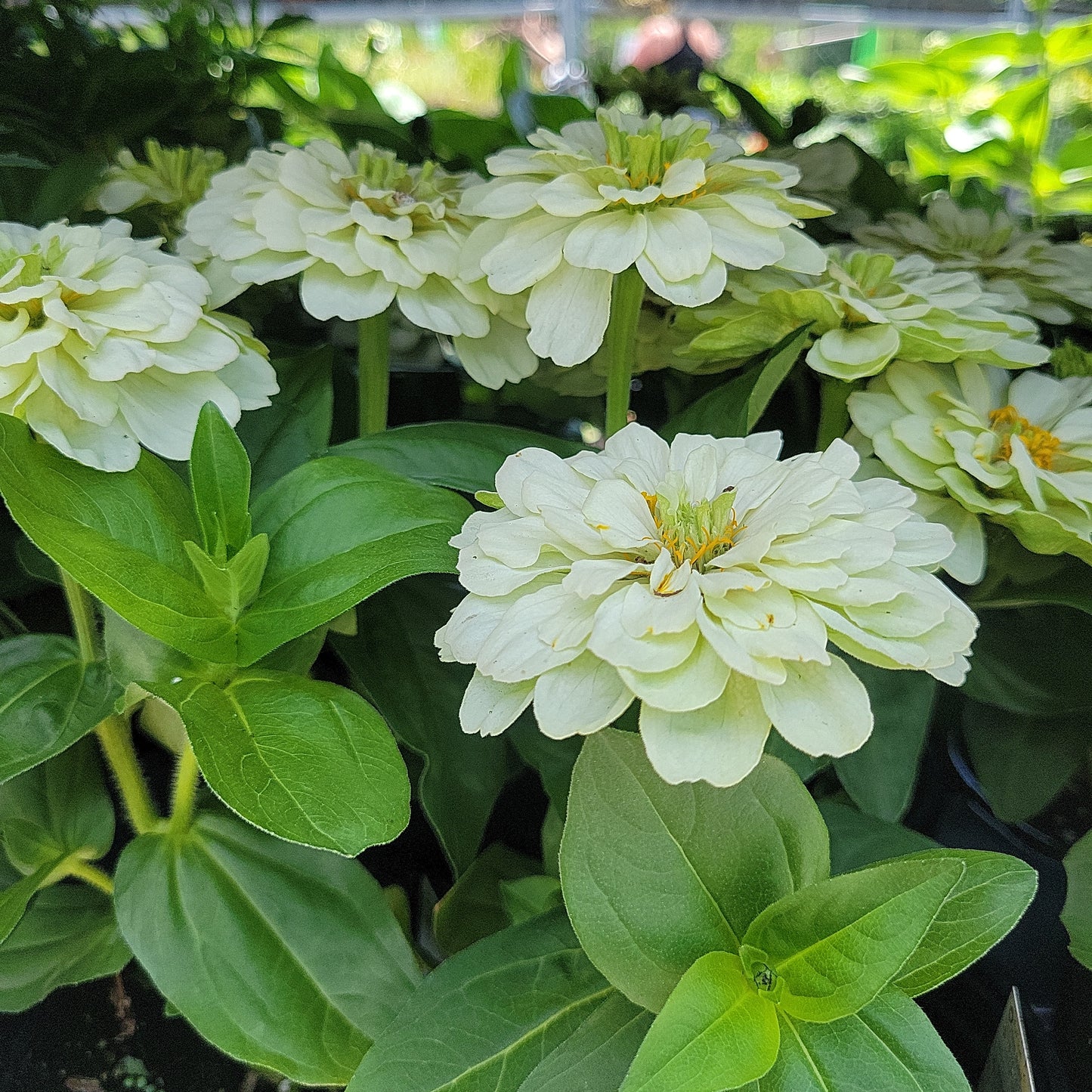 4" Zinnia