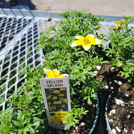 4" Bidens