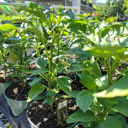 4" Hot Peppers