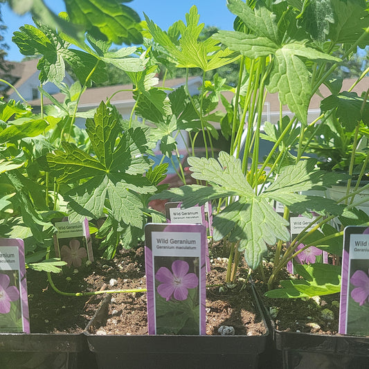 4" Wild Geranium 'Geranium Maculatum'