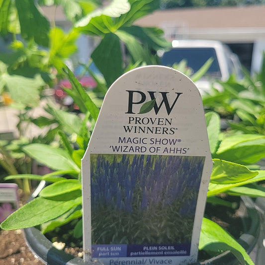 1 Gal Speedwell (Veronica)
