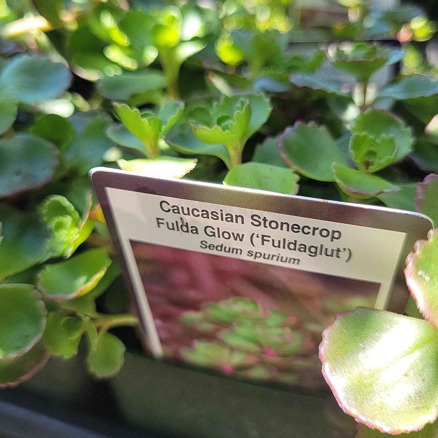 4" Sedum (Stonecrop)