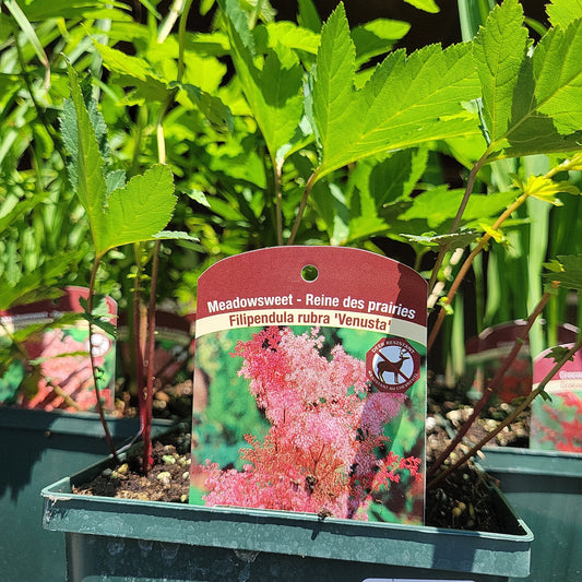 1 Gal Meadowsweet (Filipendula)