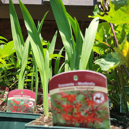 1 Gal Crocosmia