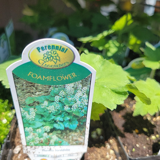 4" Foamflower 'Tiarella Cordifolia'