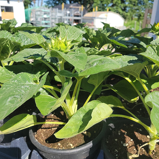 6" Potted Sunflowers