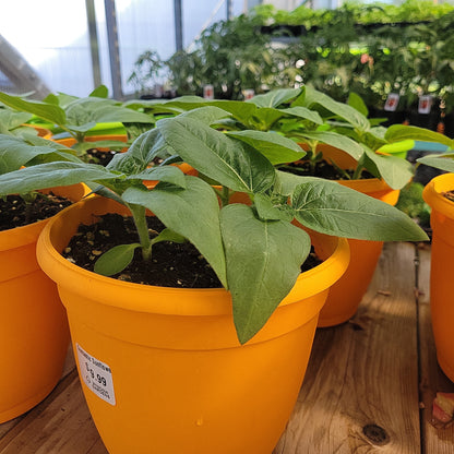 6" Potted Sunflowers