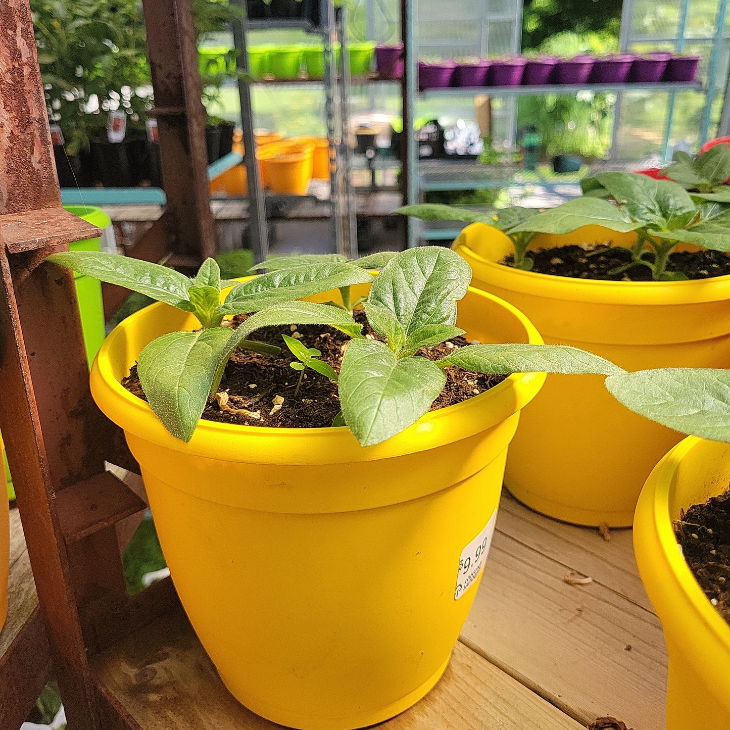 6" Potted Sunflowers