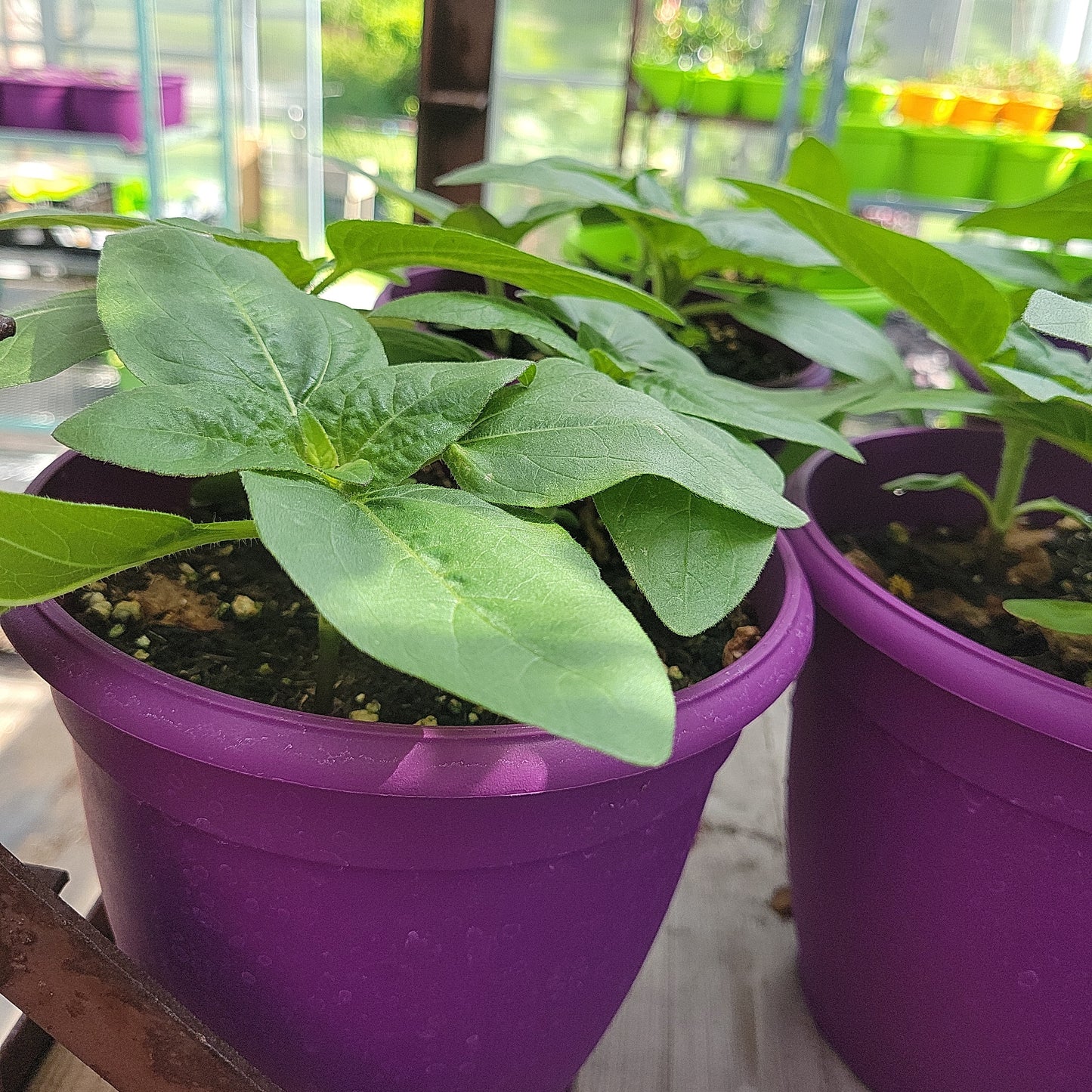 6" Potted Sunflowers