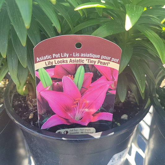 1 Gal Lily (Asiatic/Oriental)