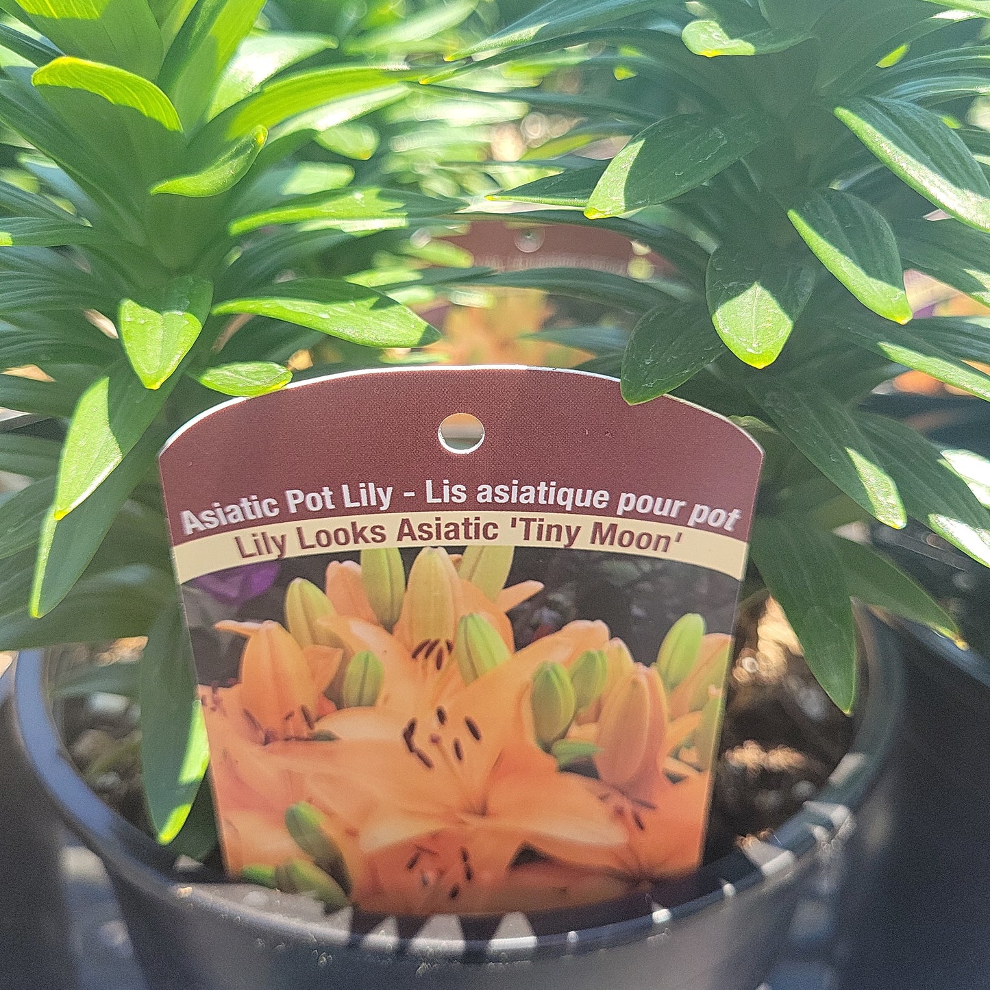 1 Gal Lily (Asiatic/Oriental)