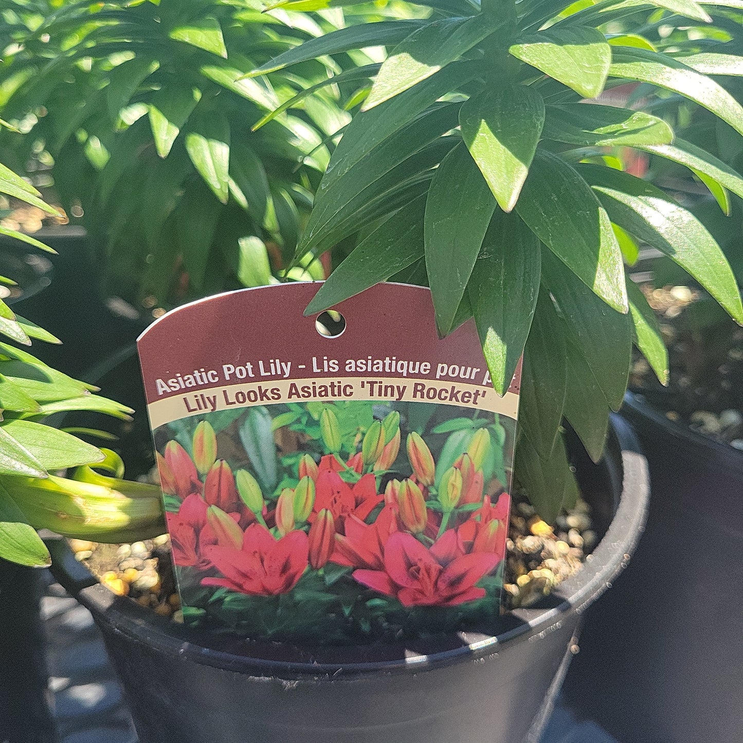1 Gal Lily (Asiatic/Oriental)