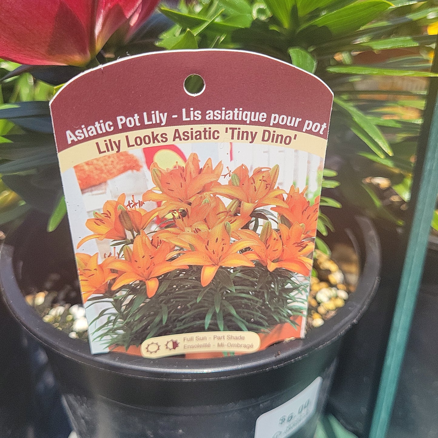 1 Gal Lily (Asiatic/Oriental)