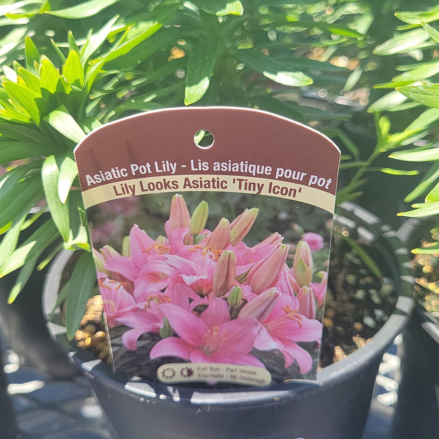 1 Gal Lily (Asiatic/Oriental)