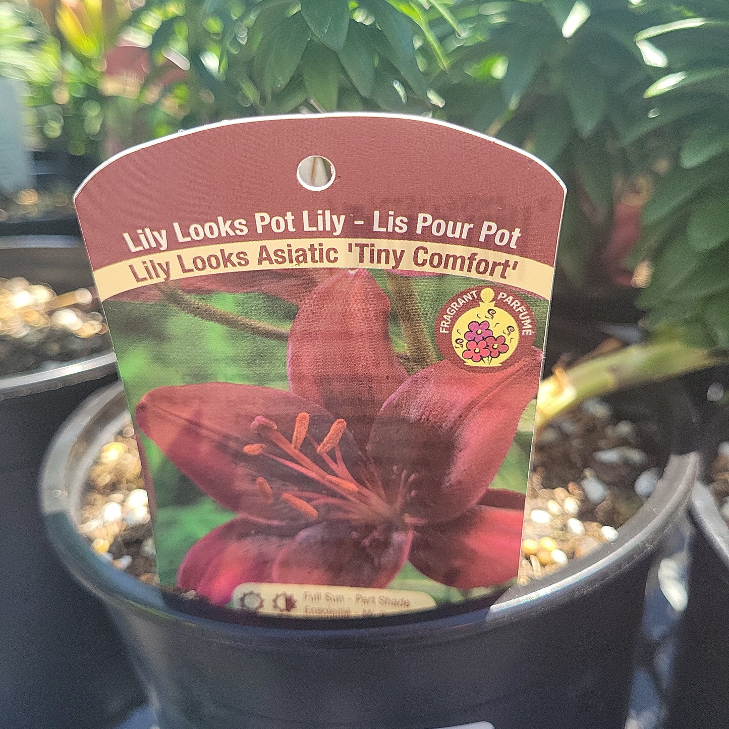 1 Gal Lily (Asiatic/Oriental)
