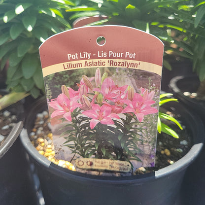 1 Gal Lily (Asiatic/Oriental)