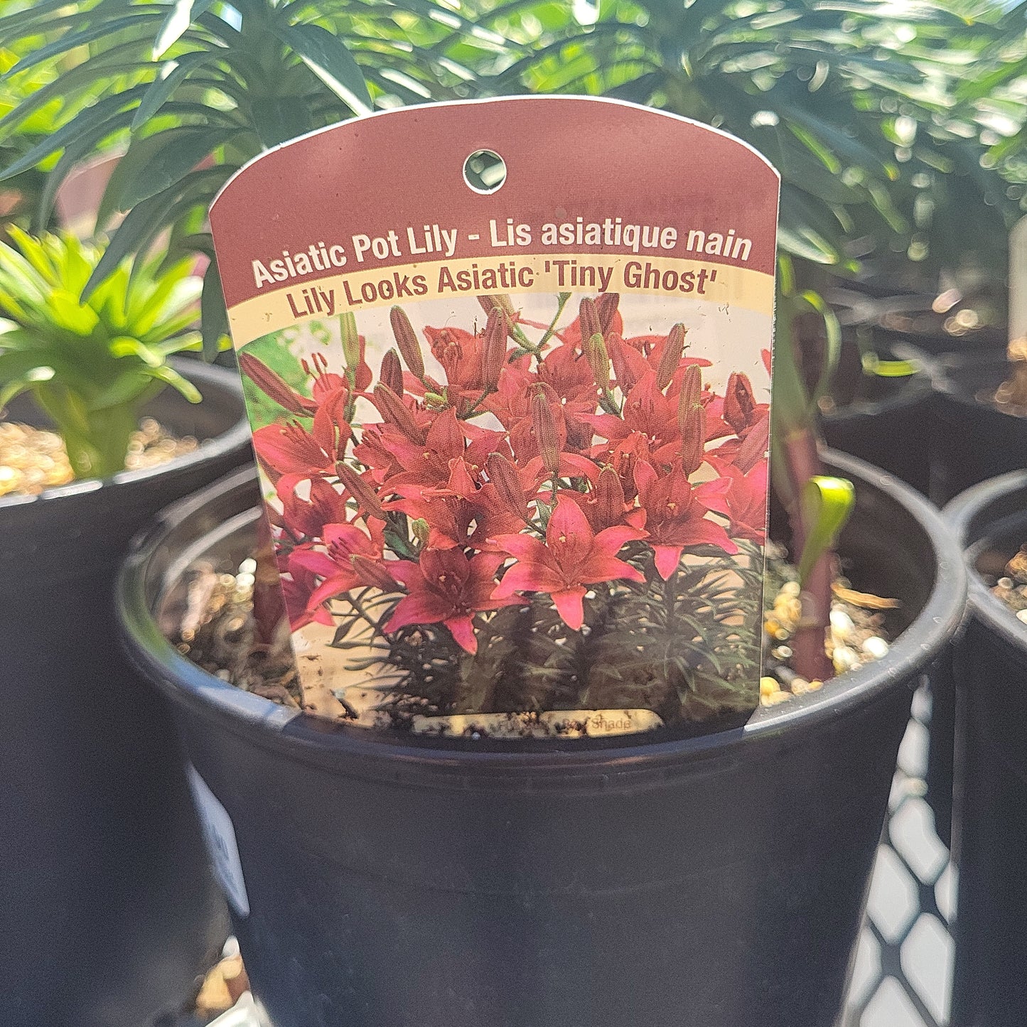 1 Gal Lily (Asiatic/Oriental)