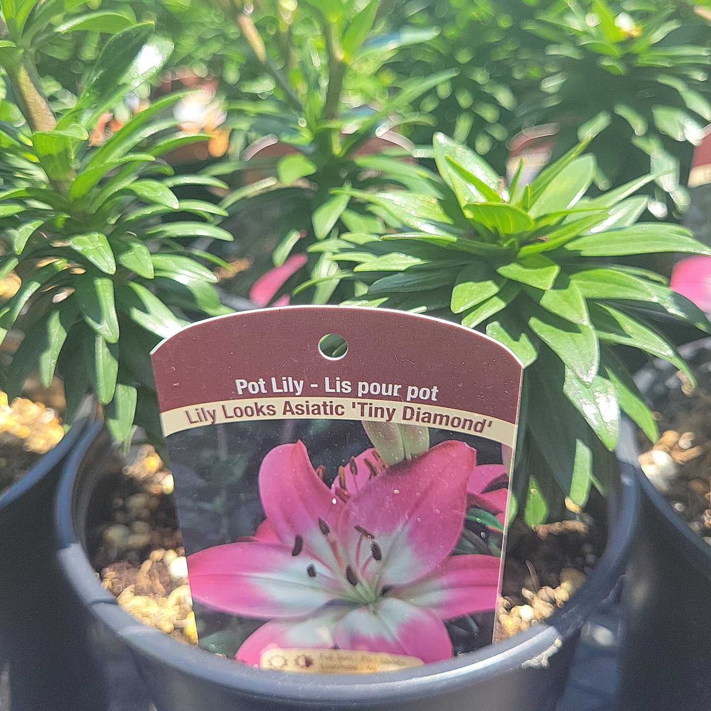 1 Gal Lily (Asiatic/Oriental)