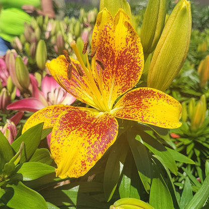 1 Gal Lily (Asiatic/Oriental)