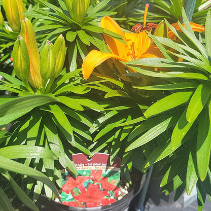 1 Gal Lily (Asiatic/Oriental)