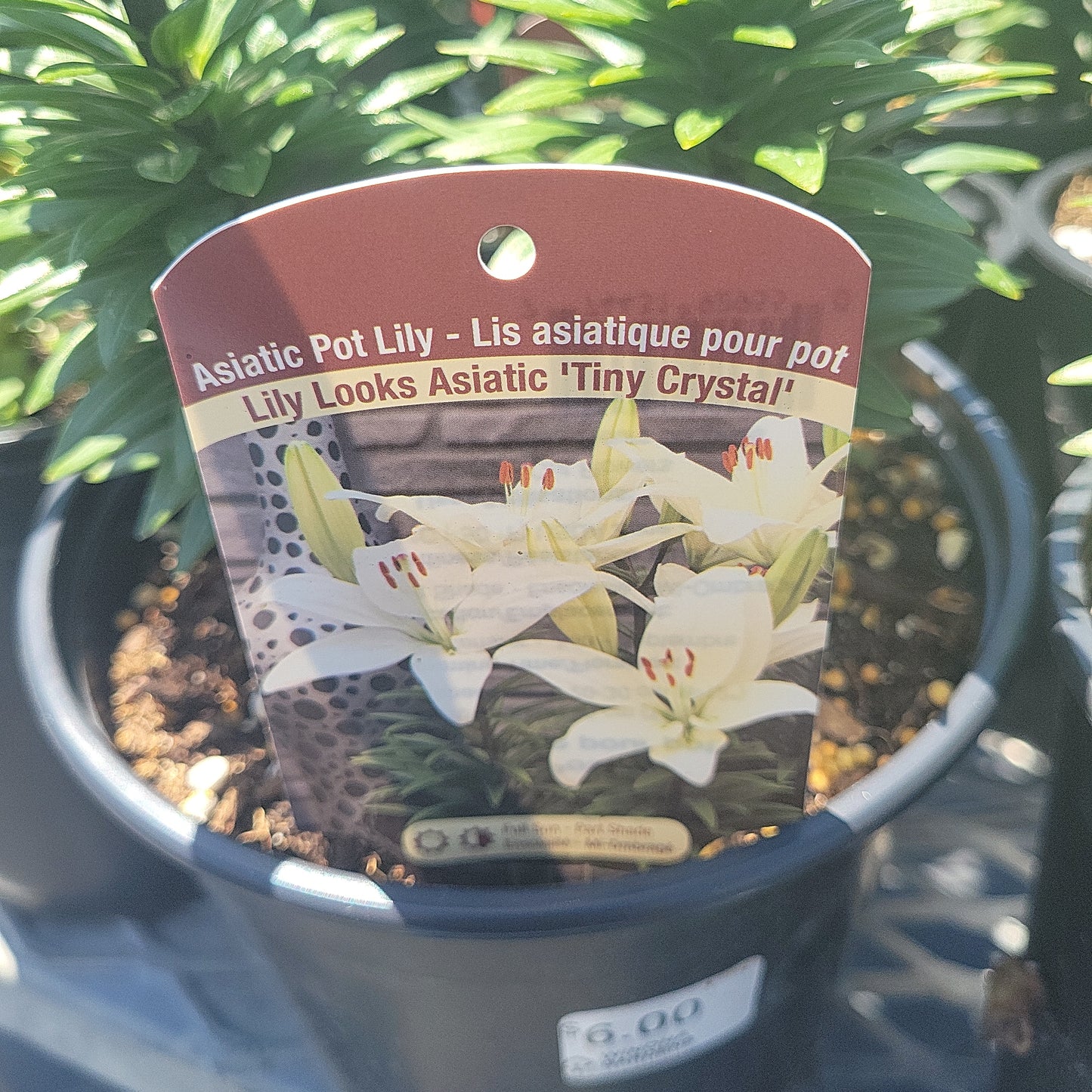 1 Gal Lily (Asiatic/Oriental)