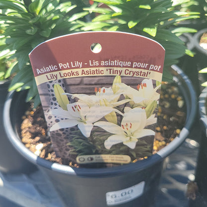 1 Gal Lily (Asiatic/Oriental)