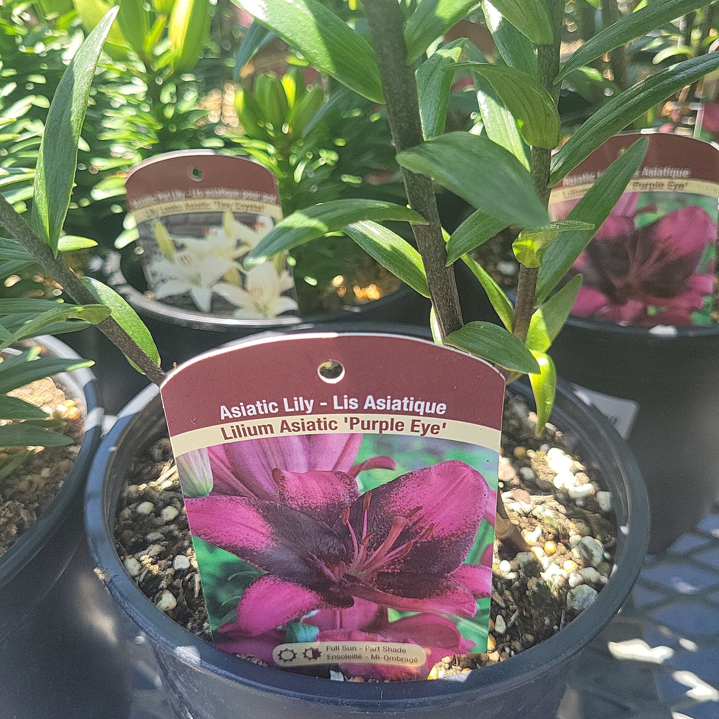 1 Gal Lily (Asiatic/Oriental)