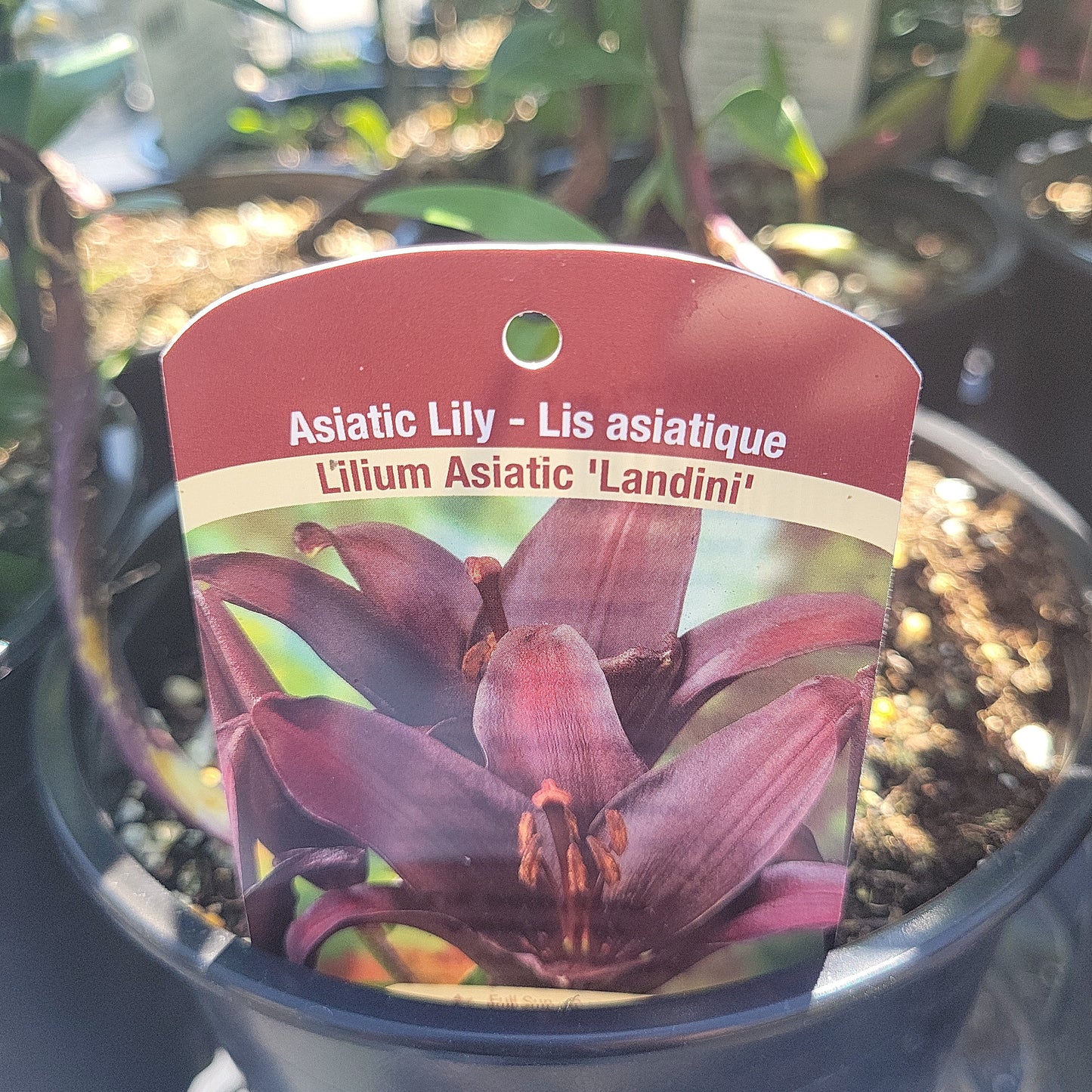 1 Gal Lily (Asiatic/Oriental)