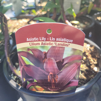 1 Gal Lily (Asiatic/Oriental)