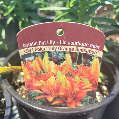 1 Gal Lily (Asiatic/Oriental)