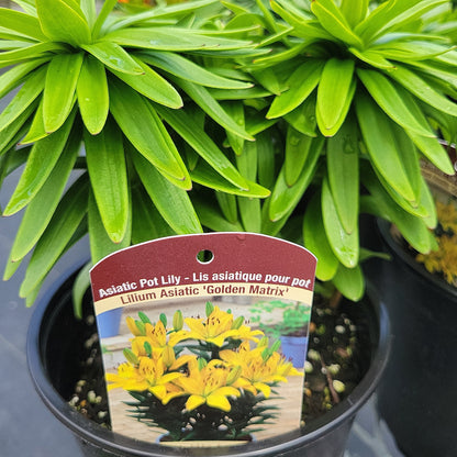 1 Gal Lily (Asiatic/Oriental)
