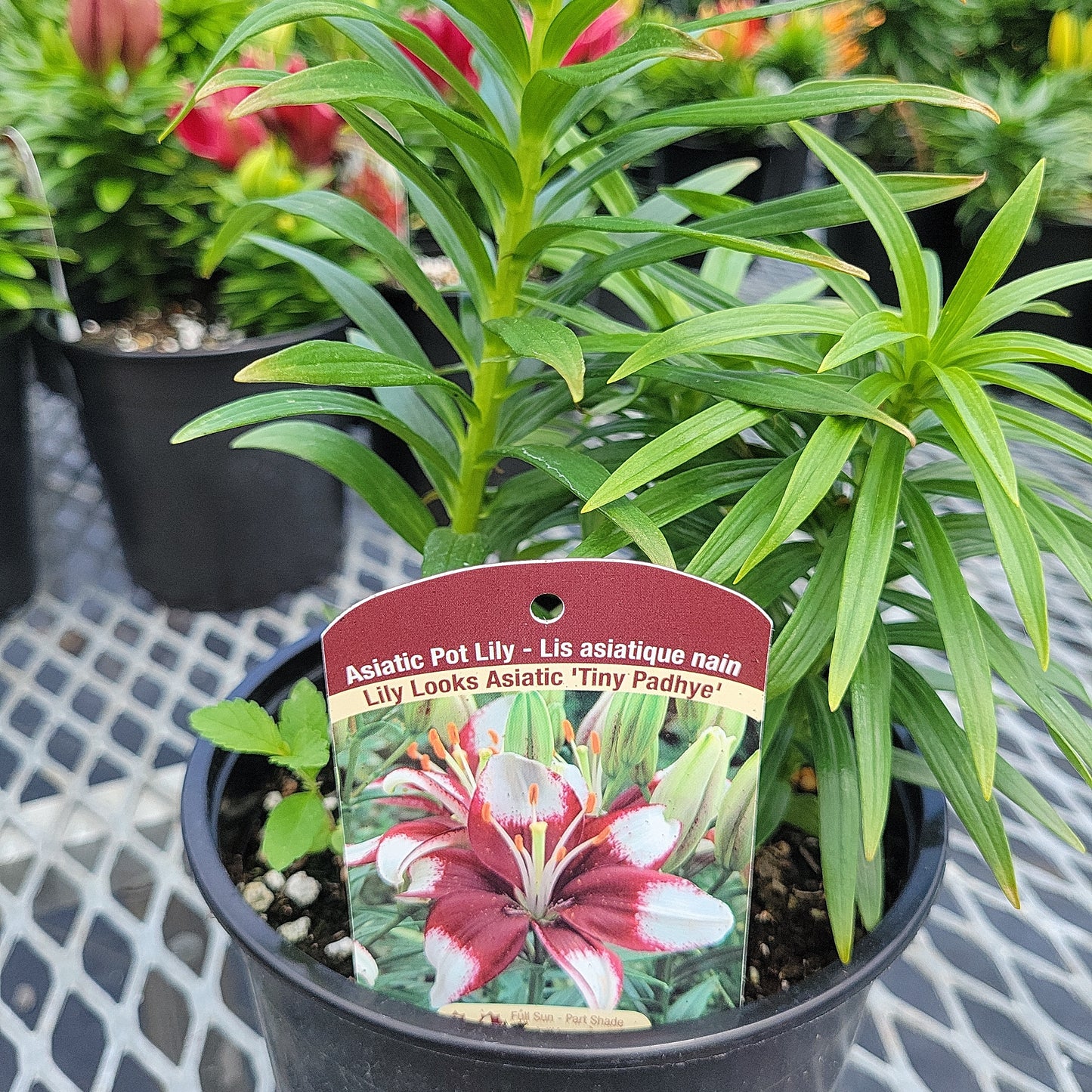 1 Gal Lily (Asiatic/Oriental)