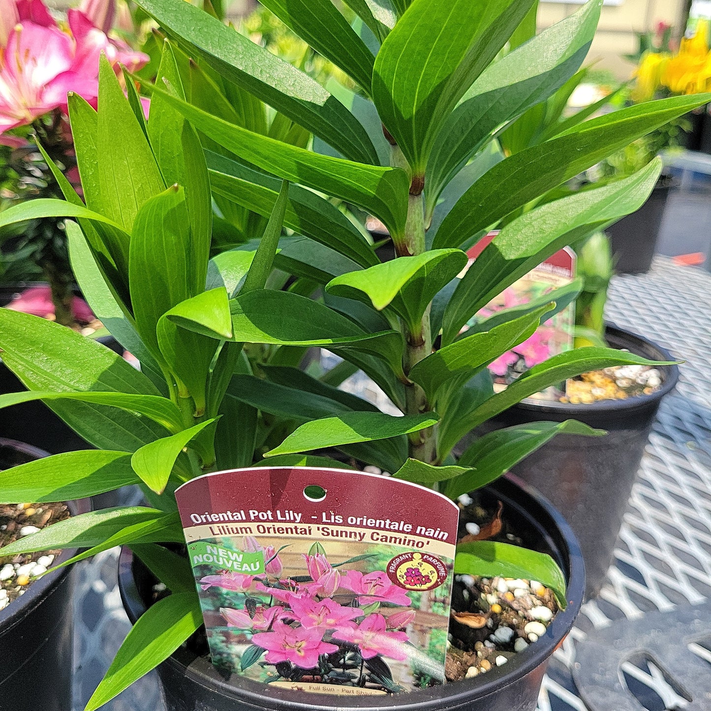 1 Gal Lily (Asiatic/Oriental)
