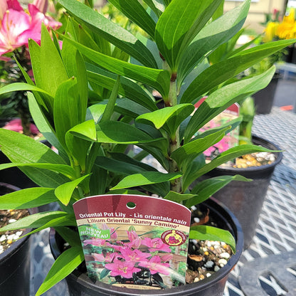 1 Gal Lily (Asiatic/Oriental)