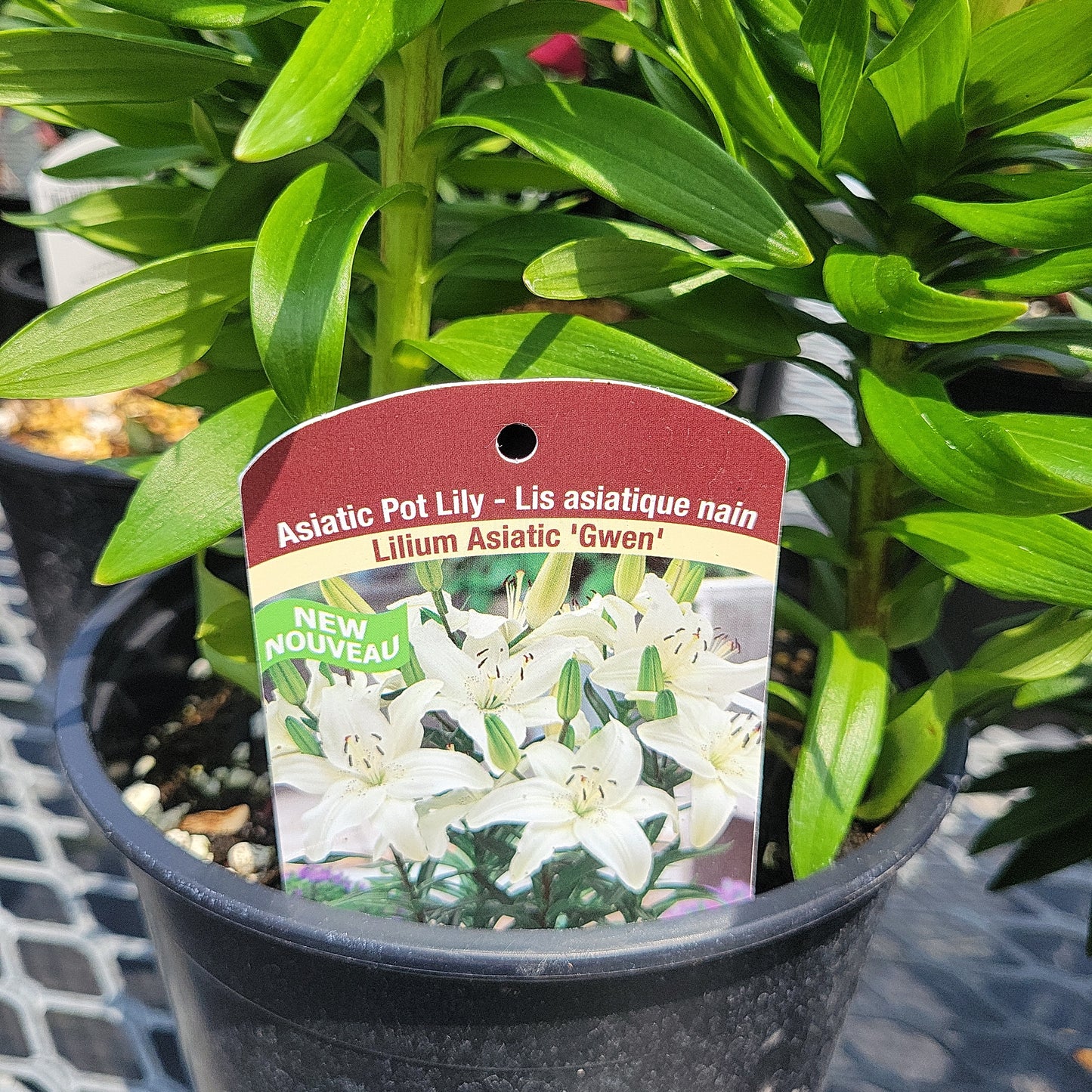 1 Gal Lily (Asiatic/Oriental)