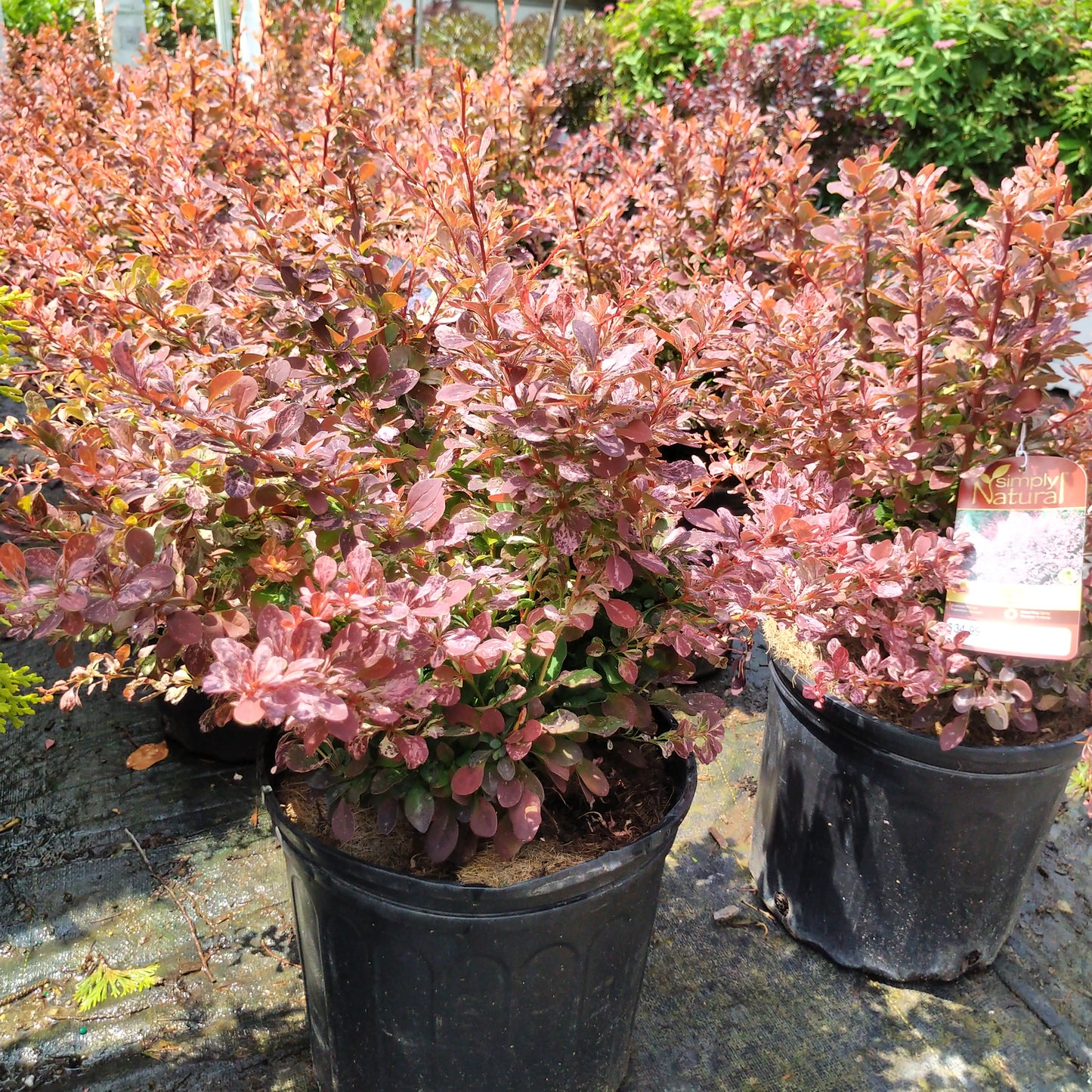 Rose Glow Barberry