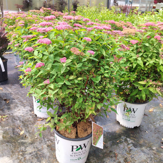 Double Play Spirea