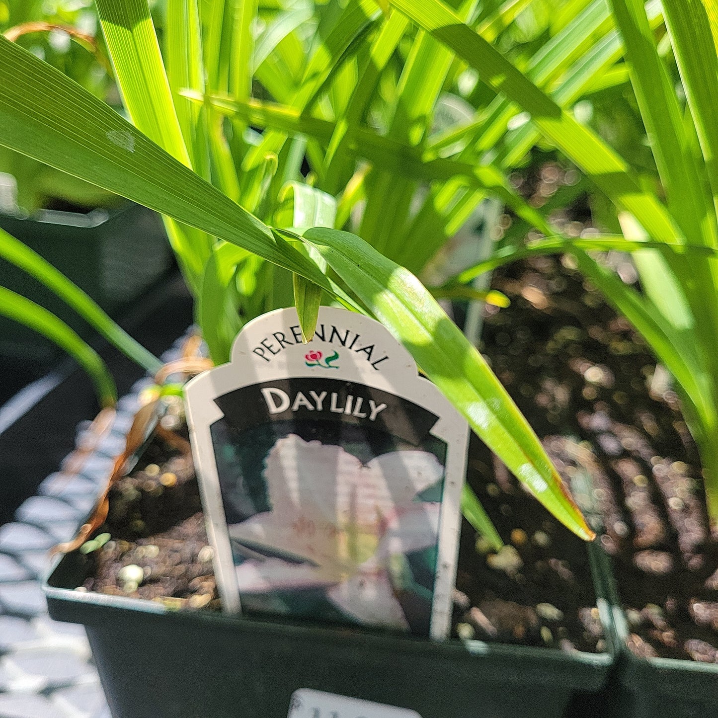 1 Gal Daylily (Hemerocallis)