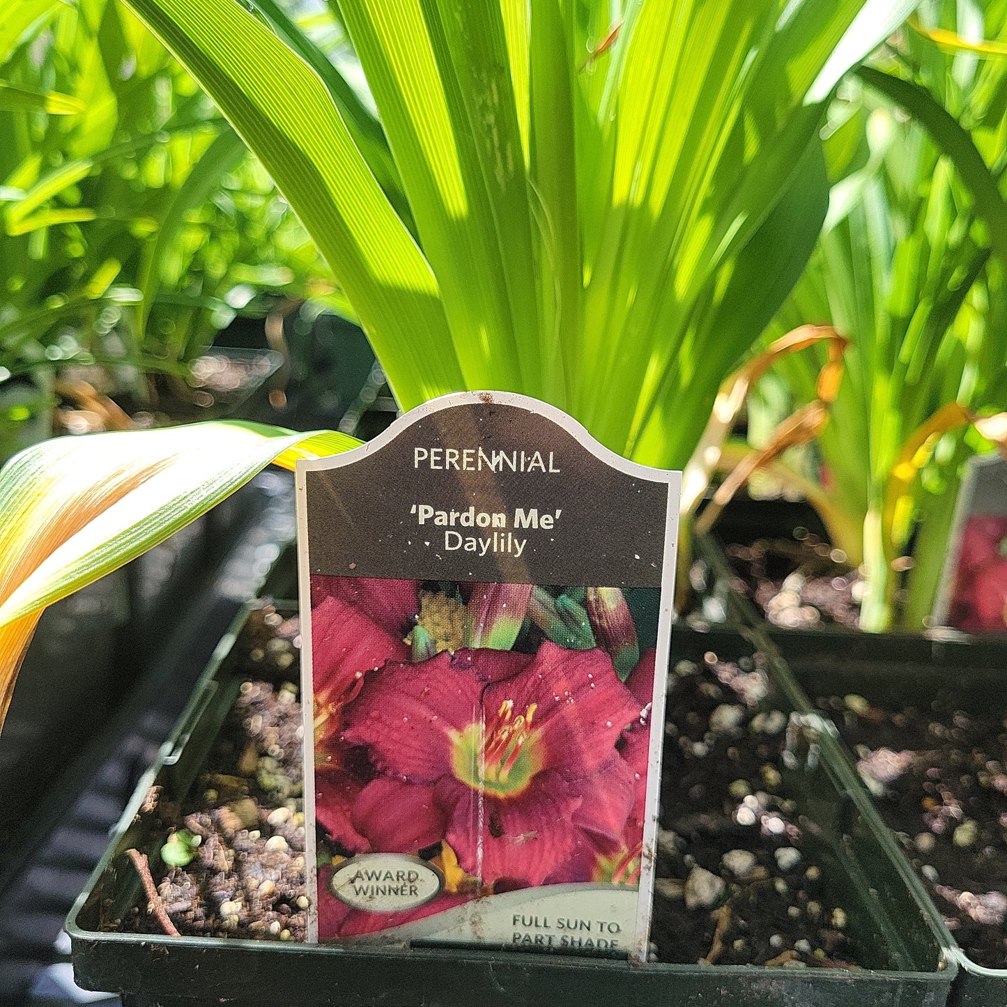 1 Gal Daylily (Hemerocallis)