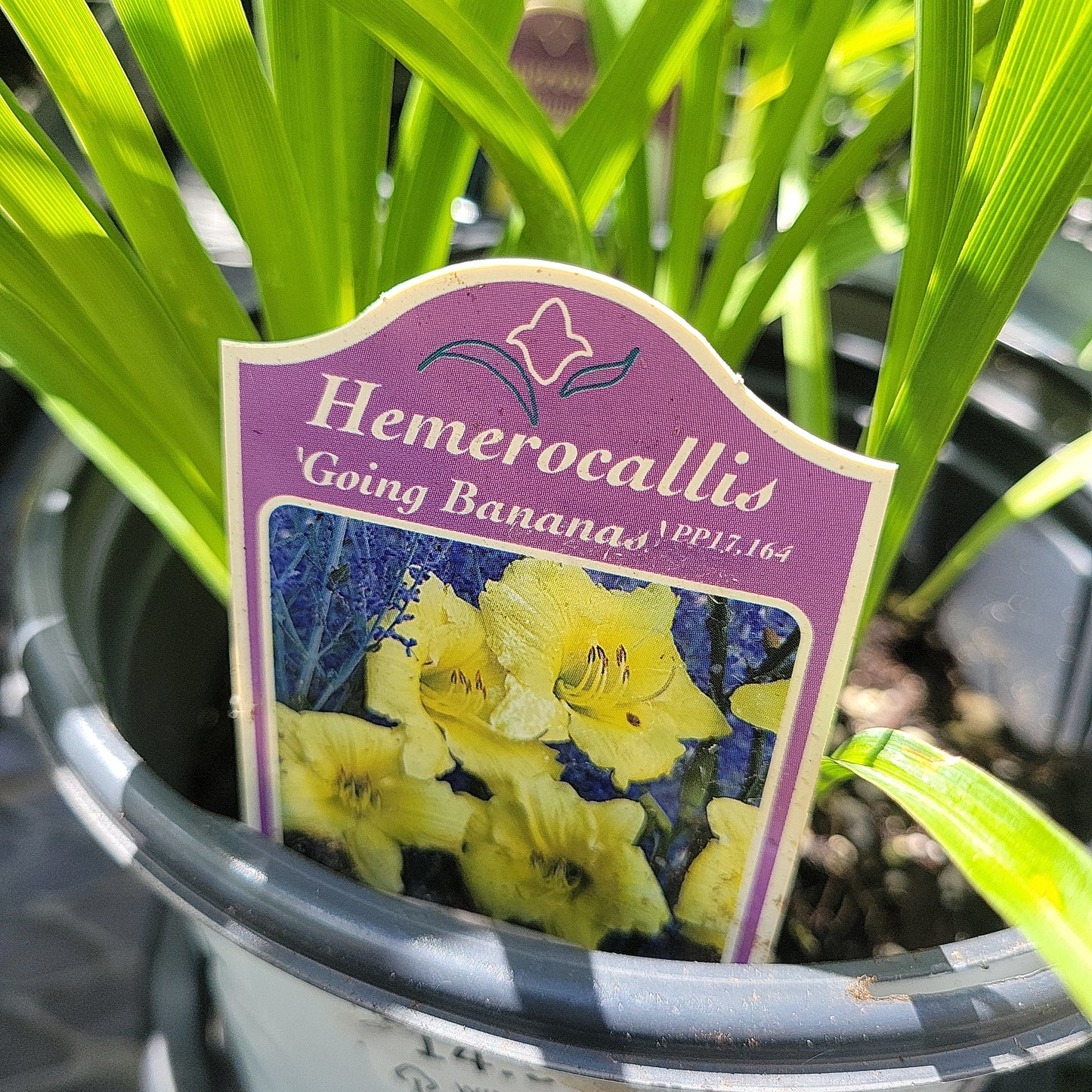 1 Gal Daylily (Hemerocallis)