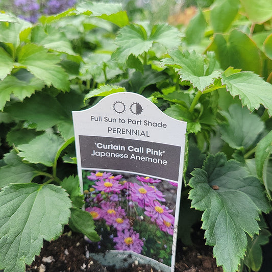 1 Gal Anemone