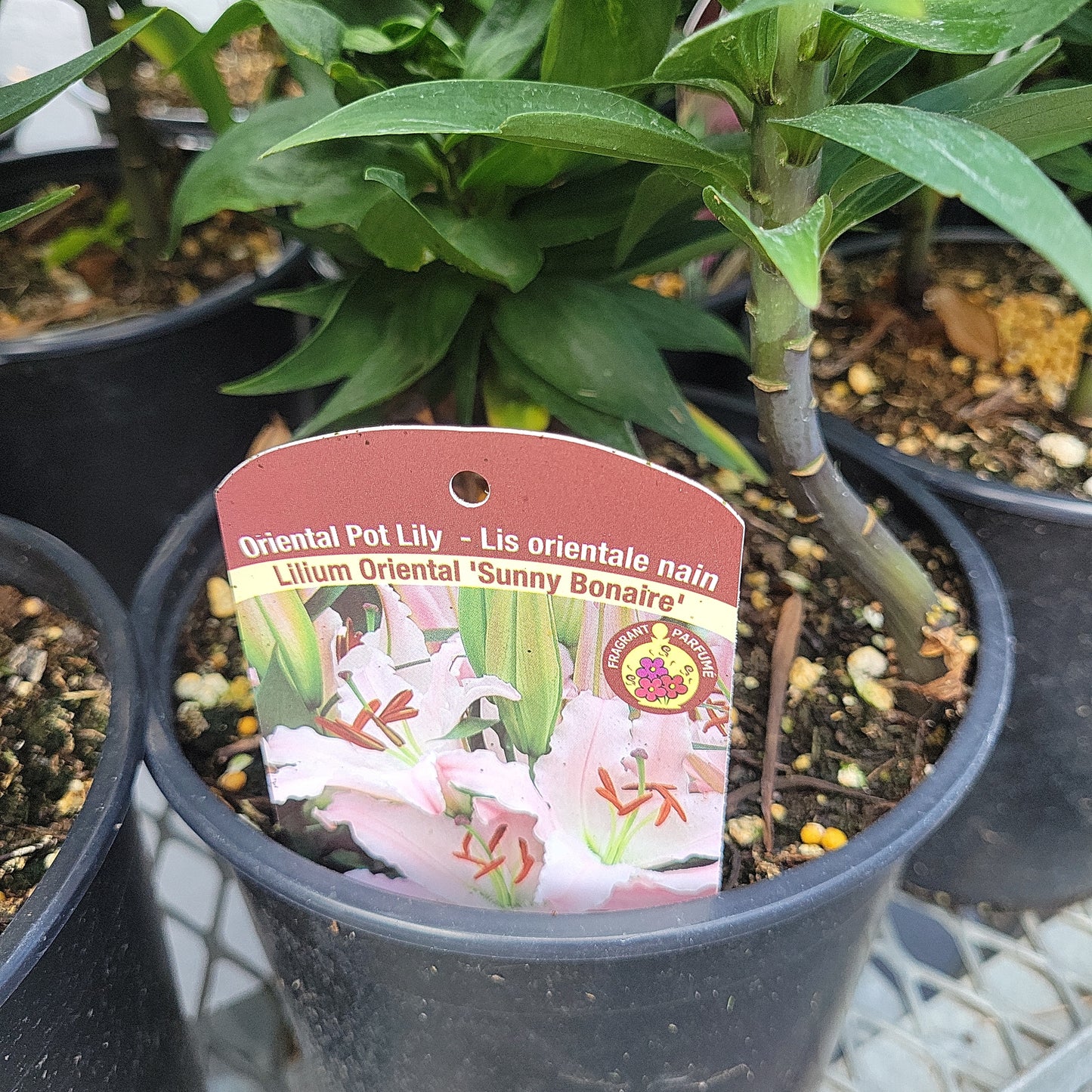 1 Gal Lily (Asiatic/Oriental)