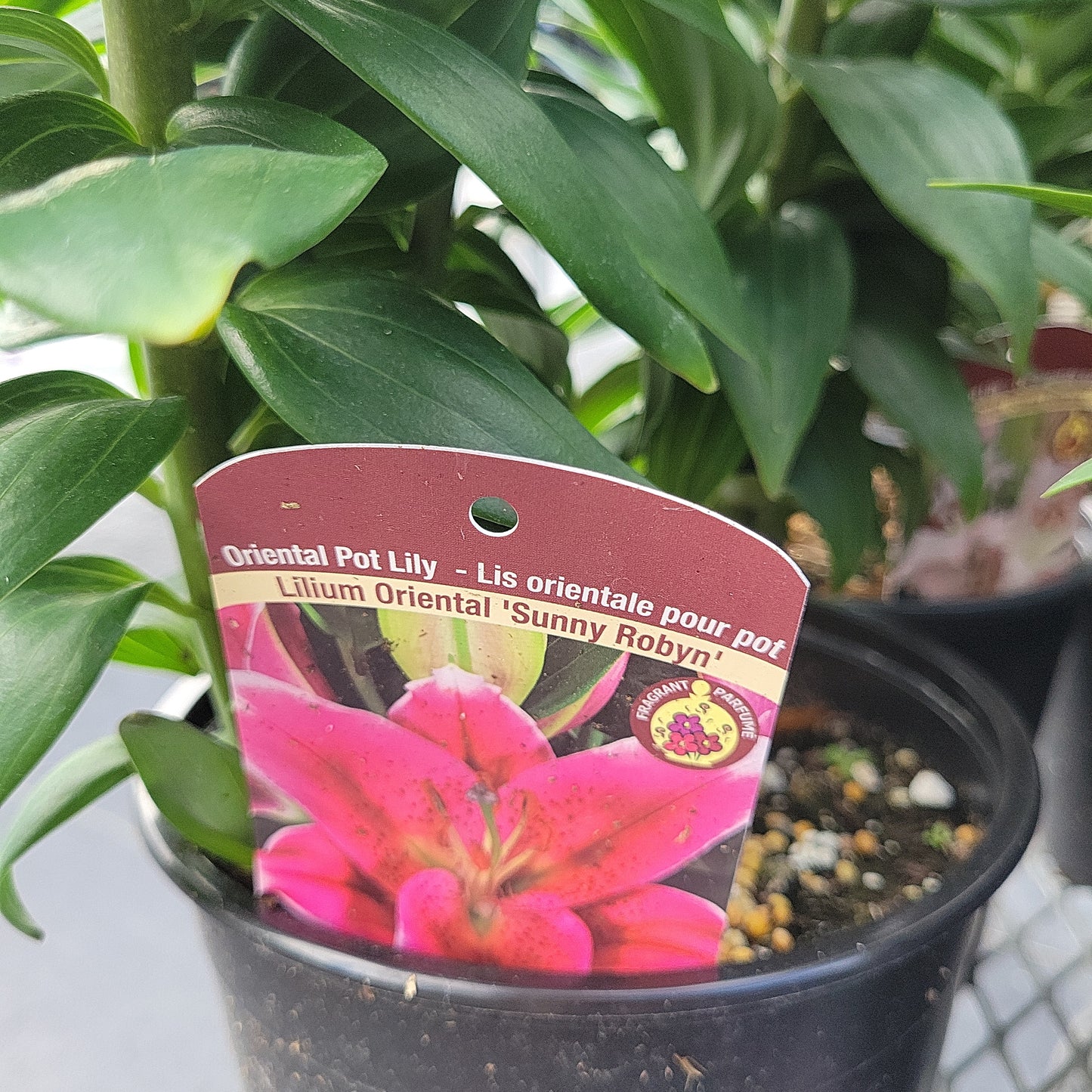 1 Gal Lily (Asiatic/Oriental)