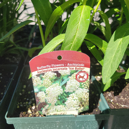 1 Gal Milkweed