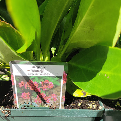 Bergenia