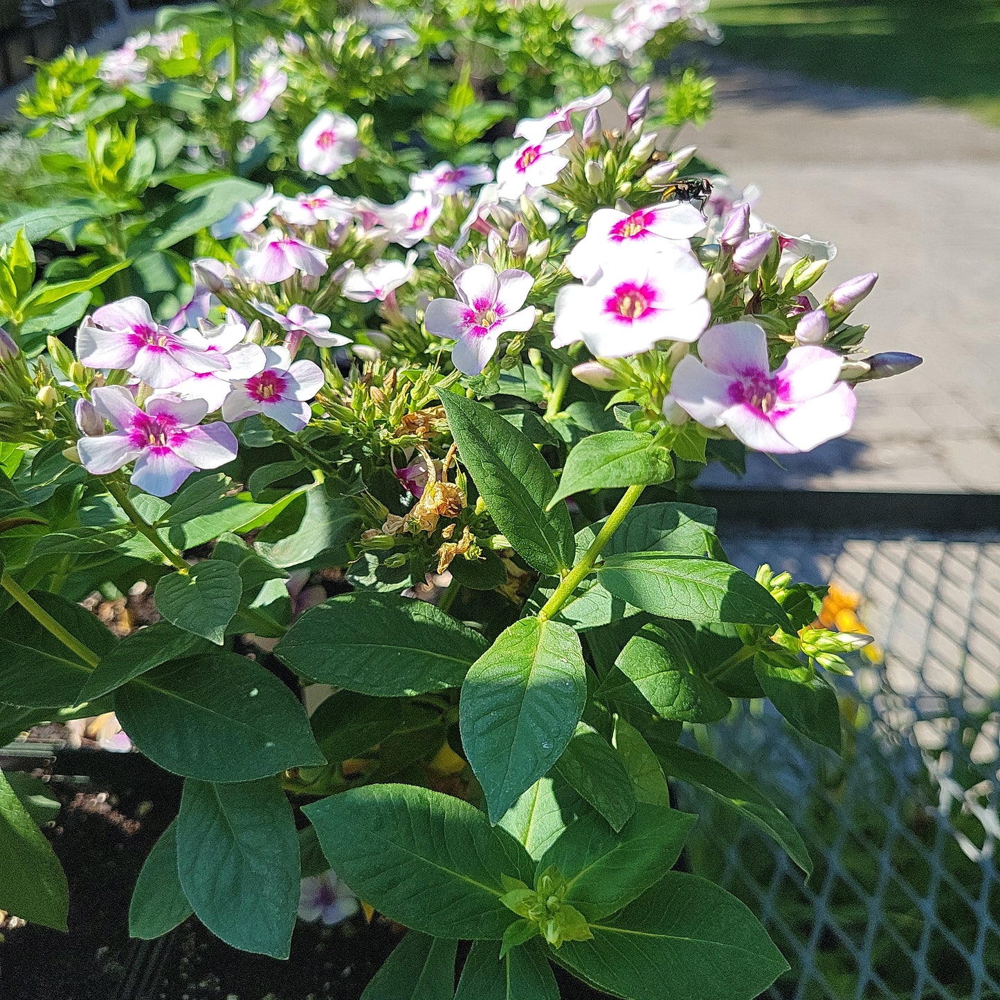 1 Gal Tall/Garden/Summer Phlox