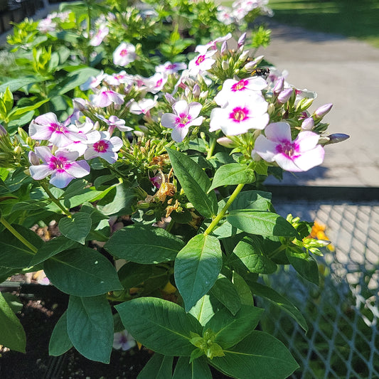 1 Gal Tall/Garden/Summer Phlox