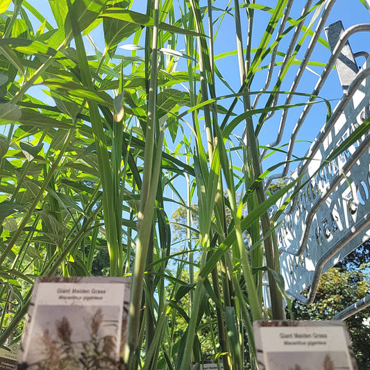 1 Gal Miscanthus sin. 'Giganteus'